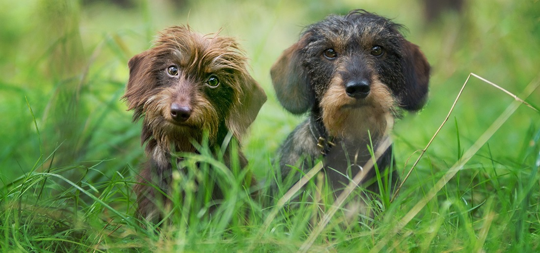 Reico Hundefutter, Katrin Bachmann, Futterberatung für Hunde